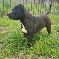 Pitbull maschio pedigree
