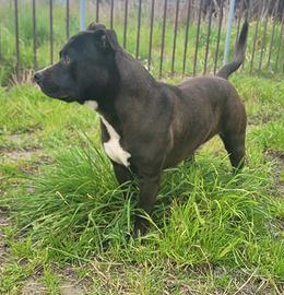 Pitbull maschio pedigree