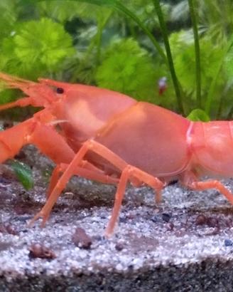 Cherax Holthuisi
