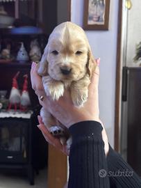 Cuccioli di Cocker spaniel