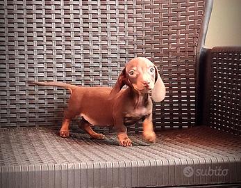 Cucciola di bassotto kaninchen