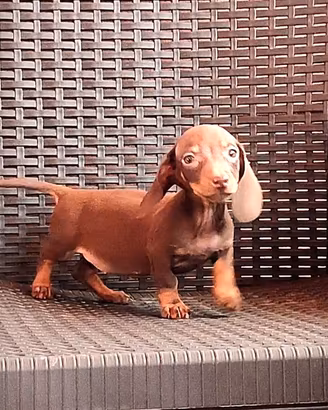 Cucciola di bassotto kaninchen