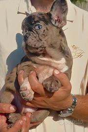 Bulldog francese