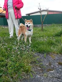 Shiba Inu con pedigree enci