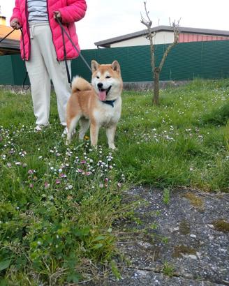 Shiba Inu con pedigree enci