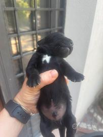 Cuccioli di Labrador miele e neri a Spoleto(PG)