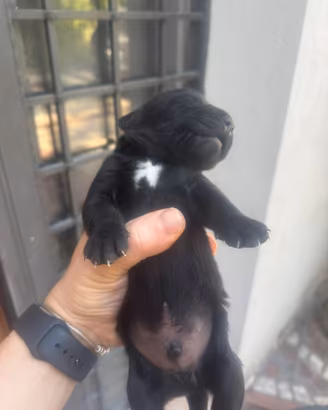 Cuccioli di Labrador miele e neri a Spoleto(PG)