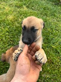 Cuccioli di pastore belga malinois