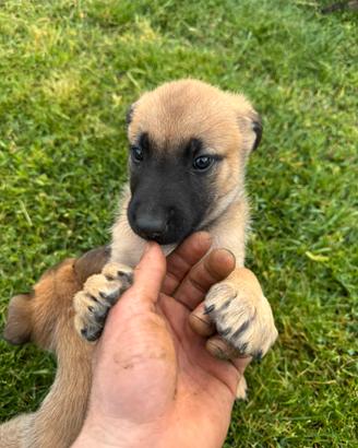 Cuccioli di pastore belga malinois