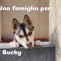 Mix cirneco/husky tenerissimo