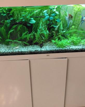 Acquario da 250 litri