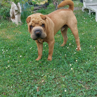 Sharpei (shar pei)maschio cuccioli