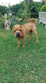 Sharpei (shar pei)maschio cuccioli