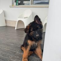 Cuccioli di pastori tedesco