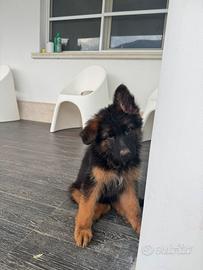 Cuccioli di pastori tedesco