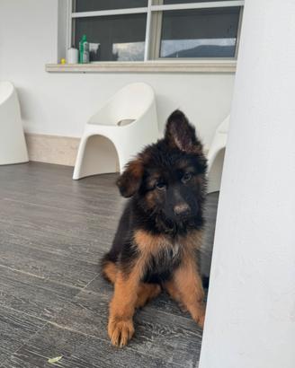 Cuccioli di pastori tedesco