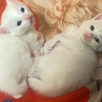 Gattini bianchi nati da un solo mese