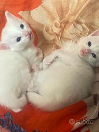 Gattini bianchi nati da un solo mese