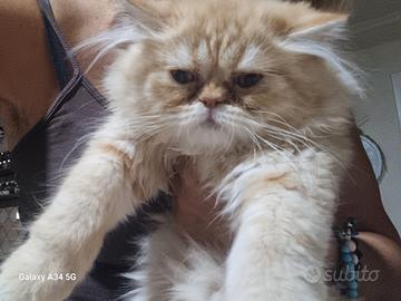 Gatto persiano cream point