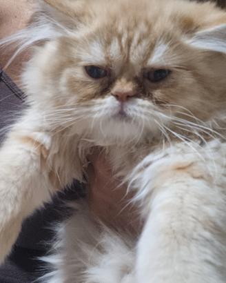 Gatto persiano cream point