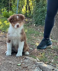 Cuccioli di pastore australiano