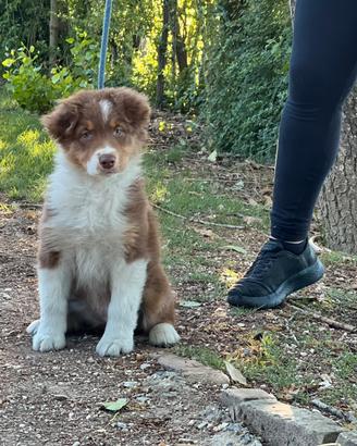 Cuccioli di pastore australiano