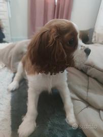 Cucciolo di Kavalier King