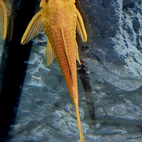 Pleco