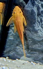 Pleco