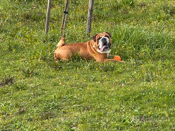 Bulldog inglese