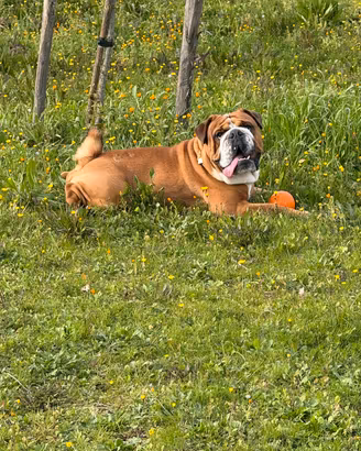 Bulldog inglese