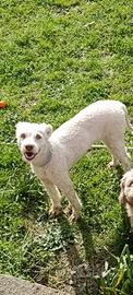 Lagotto da tartufo molto bravo x il bianco