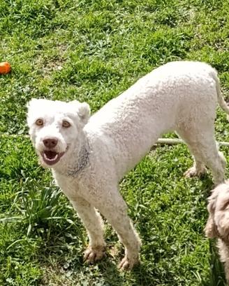 Lagotto da tartufo molto bravo x il bianco