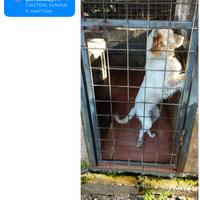 Setter inglese femmina