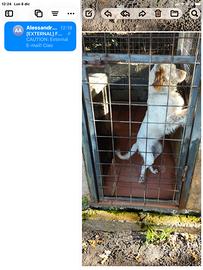 Setter inglese femmina