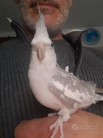 Calopsitte allevata a mano