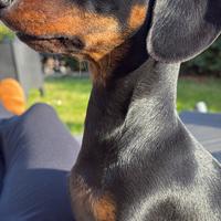 Bassotto Kaninchen per monta