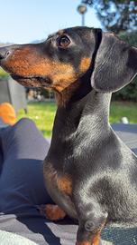 Bassotto Kaninchen per monta