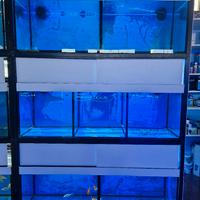 Acquario batteria allevamento negozio 