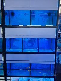 Acquario batteria allevamento negozio 