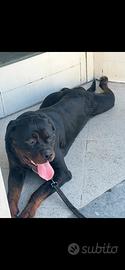 Rottweiler per monta