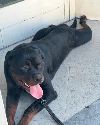 Rottweiler per monta