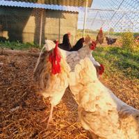 Pulcini pulcinotti galline galli AUSTRALORP