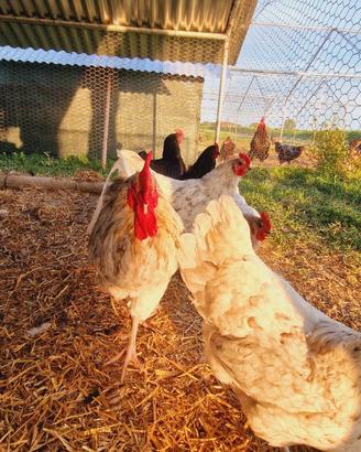 Pulcini pulcinotti galline galli AUSTRALORP