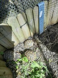 Tartarughe Hermanni Botgeri