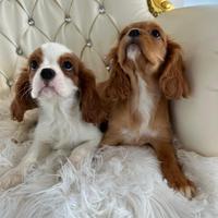 Cavalier king