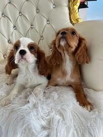 Cavalier king