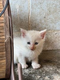 Gattini bianchi cuccioli gatto