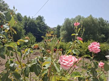 Delizioso alloggio nel cuore del Parco del Pollino