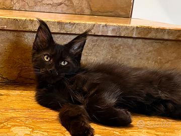 Maine coon